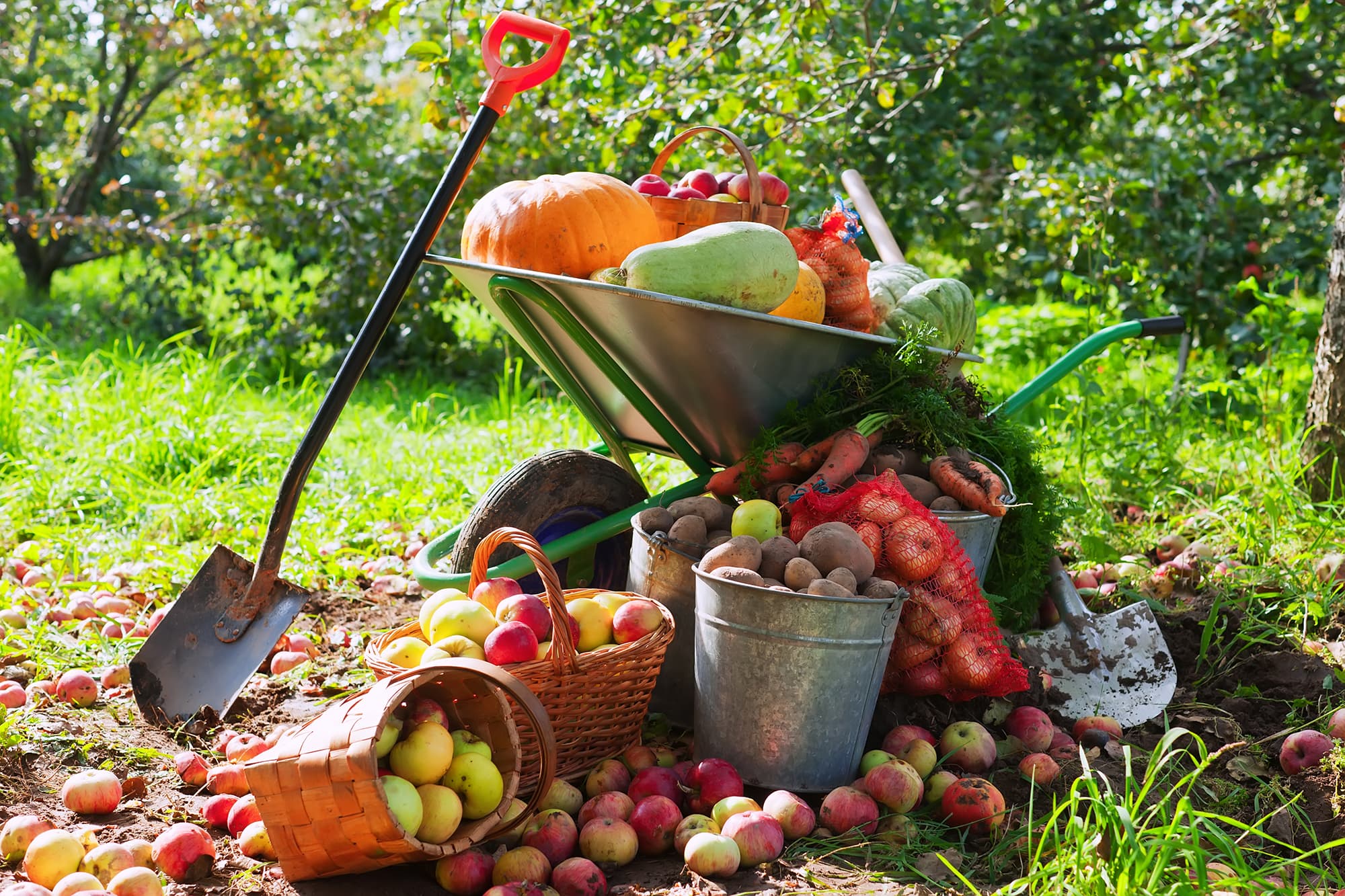 https://landkreis-la.de/api/wp-content/uploads/2024/10/crop-vegetables-garden.jpg
